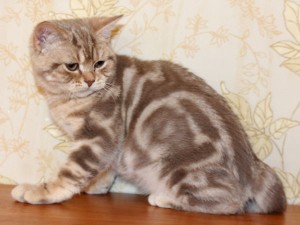 Серебристый мраморный табби окрас британских кошек: фото галерея, стандарт породы, виды окрасов. Серебристые мраморные табби британские кошки, коты, котята. Британцы серебристые мраморные табби (мрамор на серебре).  